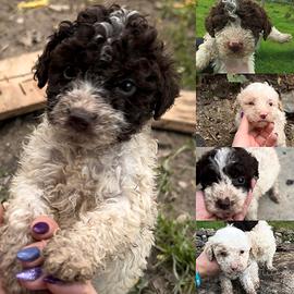 Cuccioli lagotto