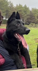 Cucciolo pastore tedesco nero 6 mesi