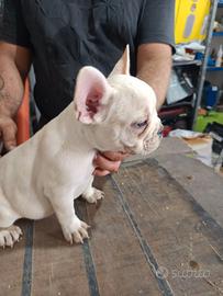 Cuccioli di bulldog francese 