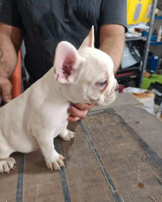 Cuccioli di bulldog francese 