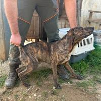 Segugio maremmano per caccia al cinghiale