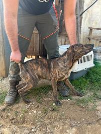 Segugio maremmano per caccia al cinghiale