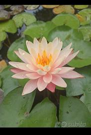 piante acquatiche da laghetto