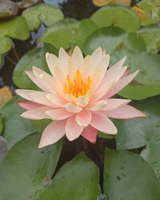 piante acquatiche da laghetto