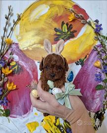 Cuccioli barboncino mini toy