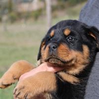 Cuccioli di Rottweiler