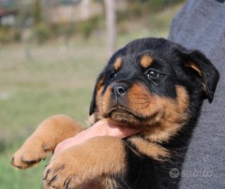 Cuccioli di Rottweiler