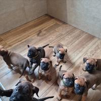 Cuccioli di bullmastiff