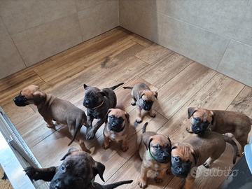 Cuccioli di bullmastiff