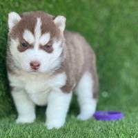 Husky