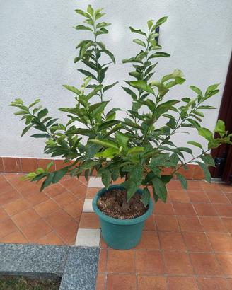 🟢 Pianta di limone 