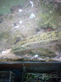 Tordo (Labrus turdus)