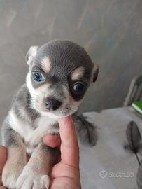 Chihuahua mini Toy