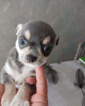 Chihuahua mini Toy