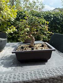 Bonsai olmo