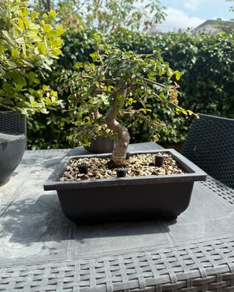 Bonsai olmo
