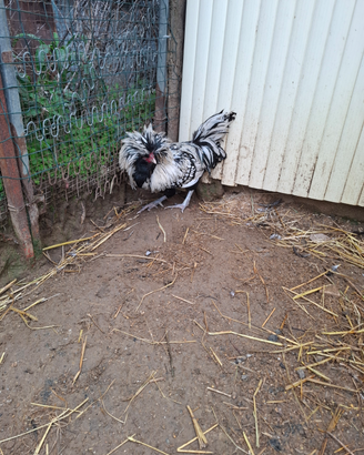 Gallo padovano