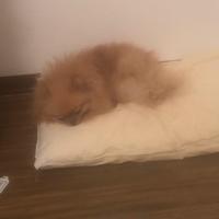 Spitz Pomeria linea russa