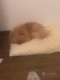 Spitz Pomeria linea russa