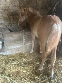 Puledro avelignese 5 mesi maschio