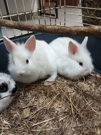 Conigli nani testa di leone coppietta