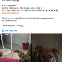 Cane cucciolo