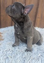 Bulldog francese blu merle