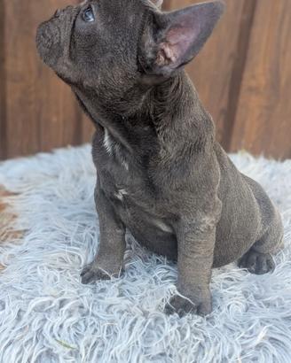 Bulldog francese blu merle