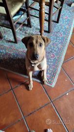 Cucciolo incrocio Shar pei