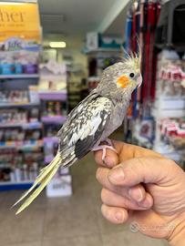 Pappagallo Allevato a mano