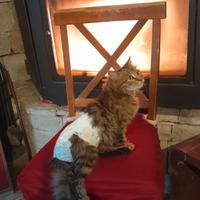 Gatto maschio pelo lungo sterilizzato-consegna