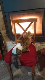 Gatto maschio pelo lungo sterilizzato-consegna