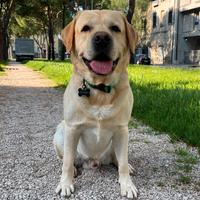 Labrador maschio puro sangue con pedigree