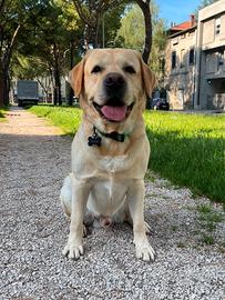 Labrador maschio puro sangue con pedigree