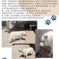 Cucciolo di maremmano