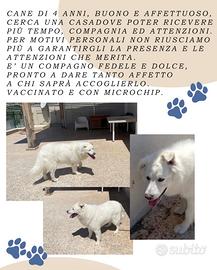 Cucciolo di maremmano