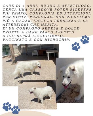 Cucciolo di maremmano