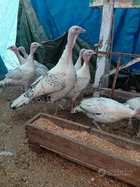 Galline tacchi
