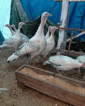 Galline tacchi