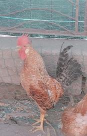 Gallo legbar X marans