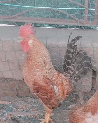 Gallo legbar X marans