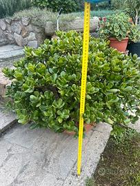 Albero di giada