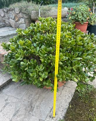 Albero di giada