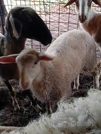 Agnello