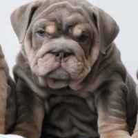 Adorabili bulldog inglesi Titan disponibili