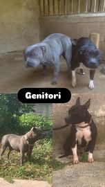 Staffordshire bull terrier