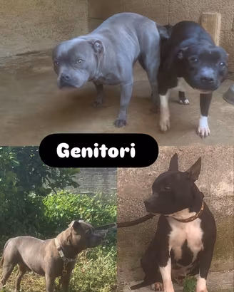 Staffordshire bull terrier
