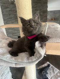 Maine Coon con Pedigree