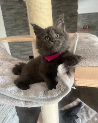 Maine Coon con Pedigree