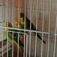 Cocorite port. Ala nera